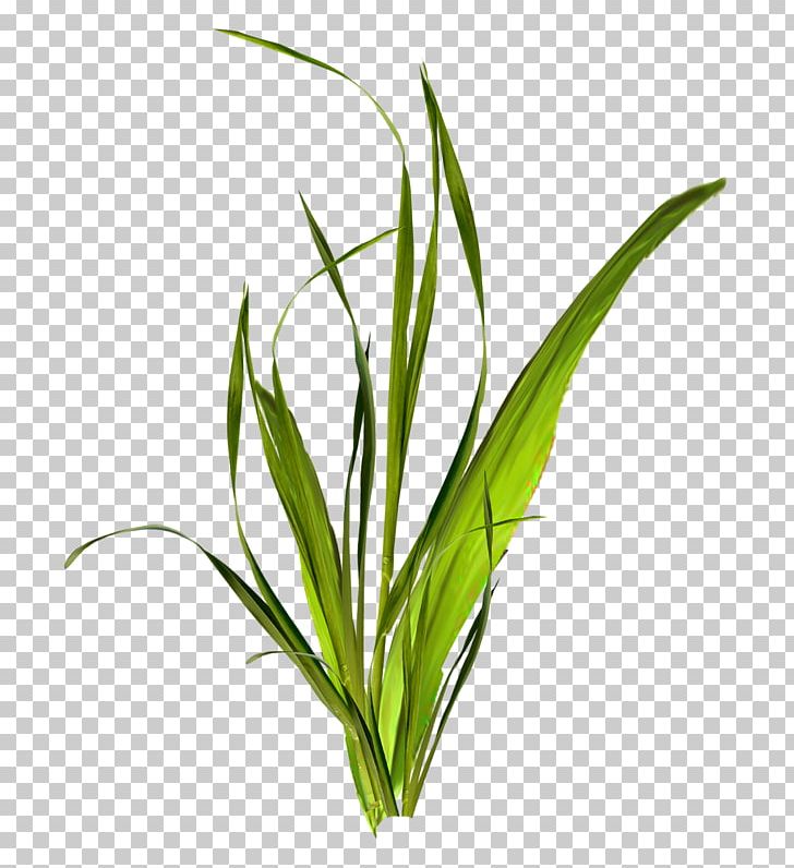 Grass Herbaceous Plant PNG, Clipart, Aquarium Decor, Archive File, Benzersiz, Clip Art, Commodity Free PNG Download