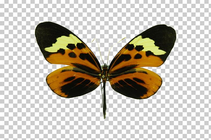 Monarch Butterfly Melinaea Ludovica Brush-footed Butterflies PNG, Clipart, Arthropod, Brush Footed Butterfly, Butterflies And Moths, Butterfly, Family Free PNG Download