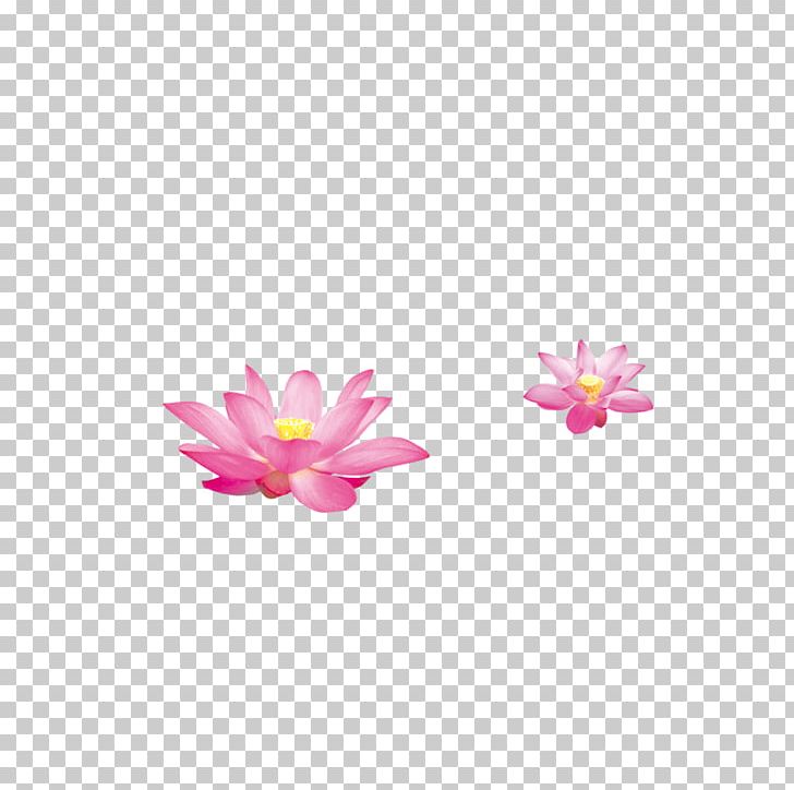Nelumbo Nucifera Sina Corp PNG, Clipart, Blog, Data, Decoration, Flower, Flowering Plant Free PNG Download