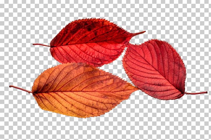 Autumn Leaf Color PNG, Clipart, Autumn, Autumn Leaf Color, Download, Leaf, Petal Free PNG Download