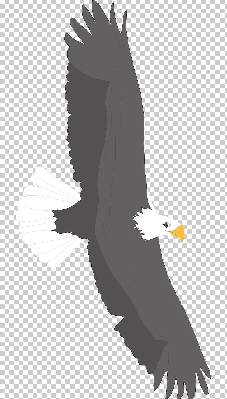 Bald Eagle Bird PNG, Clipart, Animals, Beak, Bird Of Prey, Black, Black And White Free PNG Download