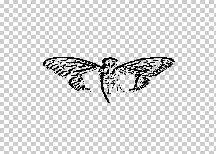 Cicada 3301 Organization Game Secret Society Cicadoidea PNG, Clipart, Arthropod, Black And White, Butterfly, Cicada, Cicadoidea Free PNG Download
