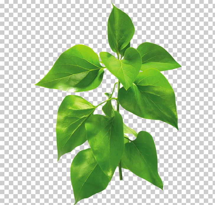 Leaf Fern Vascular Plant PNG, Clipart, Basil, Branch, Equisetum, Fern, Green Free PNG Download