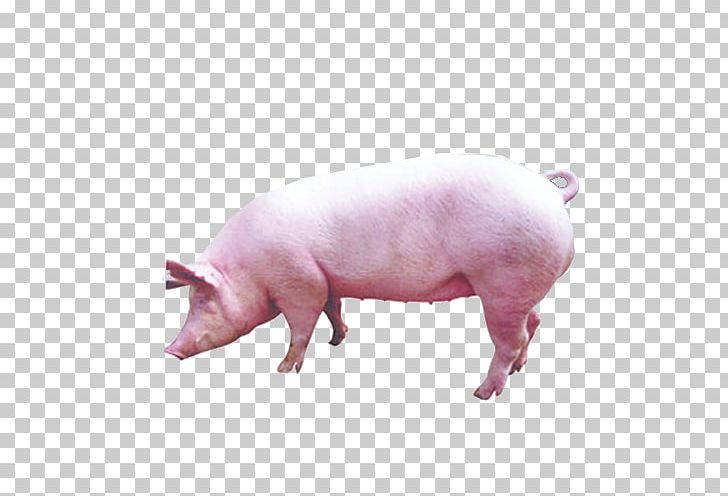 Pig Livestock PNG, Clipart, Animal, Animals, Black And White, Creativity, Domestic Pig Free PNG Download
