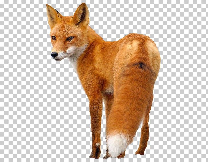 Red Fox PNG, Clipart, Animals, Carnivoran, Computer Icons, Dhole, Dingo Free PNG Download