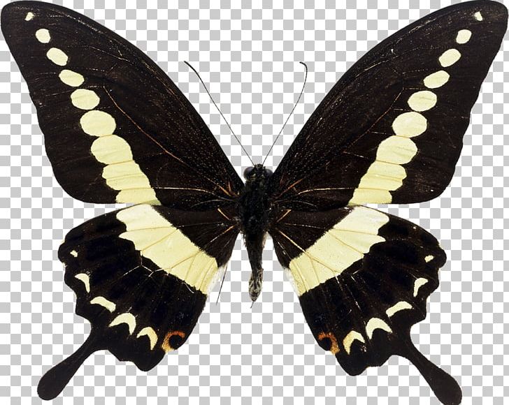 Swallowtail Butterfly Insect Papilio Demolion Papilio Maackii PNG, Clipart, Arthropod, Black Swallowtail, Brush Footed Butterfly, Butterflies And Moths, Butterfly Free PNG Download