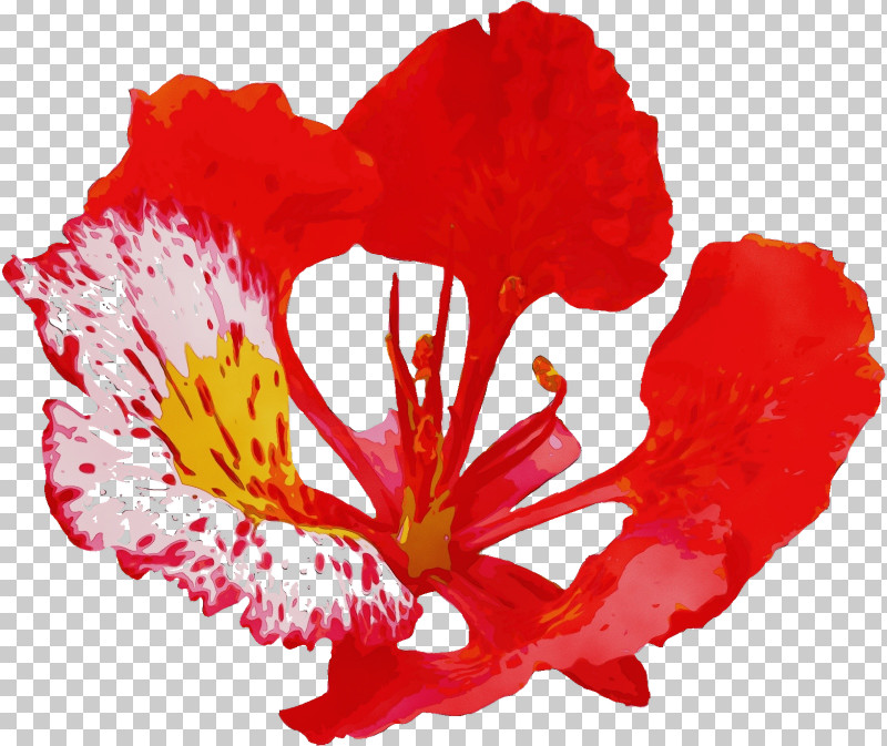 Flower Red Petal Plant Coquelicot PNG, Clipart, Carnation, Coquelicot, Flower, Geranium, Herbaceous Plant Free PNG Download