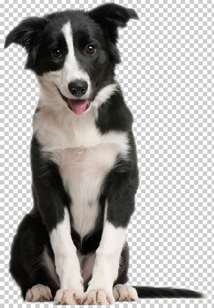 Border Collie Puppy Pet Sitting Cat Horse PNG, Clipart, Animal, Animal Shelter, Border, Companion, Companion Animal Free PNG Download
