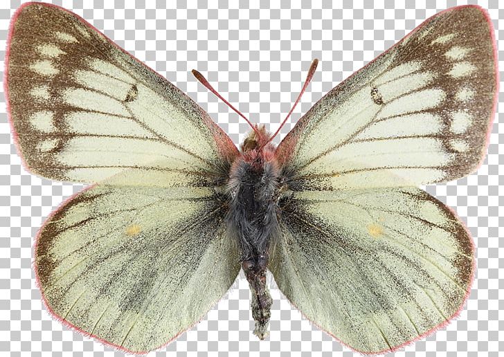 Clouded Yellows Brush-footed Butterflies Silkworm Gossamer-winged Butterflies Pieridae PNG, Clipart, Arthropod, Bombycidae, Brush Footed Butterfly, Butterflies And Moths, Butterfly Free PNG Download
