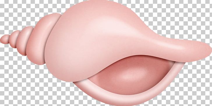 Pink Sea Snail Conch PNG, Clipart, Cartoon Conch, Color, Conch, Conch Blowing, Conchs Free PNG Download