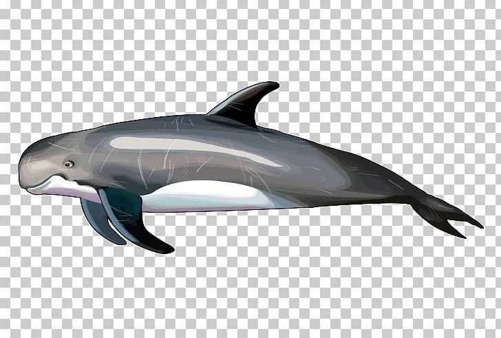 Common Bottlenose Dolphin Short-beaked Common Dolphin Wholphin Rough-toothed Dolphin Tucuxi PNG, Clipart,  Free PNG Download