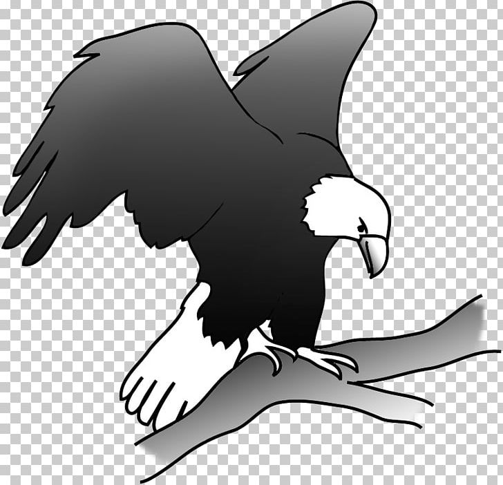 Bald Eagle Bird PNG, Clipart, Animals, Bald, Bald Eagle, Beak, Bird Free PNG Download