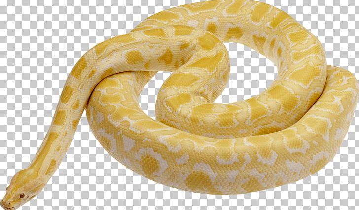 Snake Green Anaconda PNG, Clipart, Anaconda, Animals, Ball Python, Boa Constrictor, Boas Free PNG Download