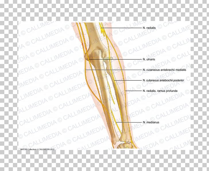 Thumb Elbow Medial Cutaneous Nerve Of Forearm PNG, Clipart, Abdomen, Anatomy, Angle, Arm, Bone Free PNG Download