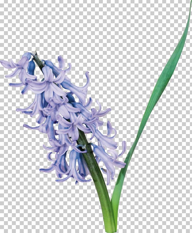 Cut Flowers Hyacinth PNG, Clipart, Bonjour, Clip Art, Cut Flowers, Flower, Flowering Plant Free PNG Download