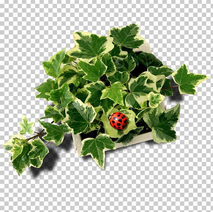 Leaf PNG, Clipart, Adobe Illustrator, Annual Plant, Creative Artwork, Creative Background, Creative Logo Design Free PNG Download