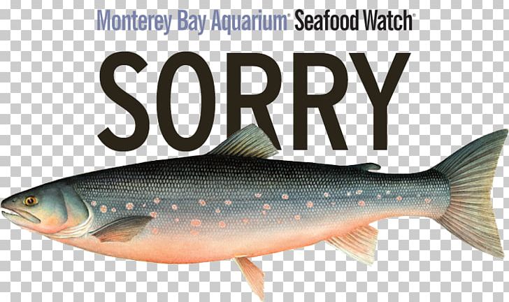 Sardine Salmon Fish Products Oily Fish Trout PNG, Clipart, Biology, Bony Fish, Carp, Fauna, Fish Free PNG Download