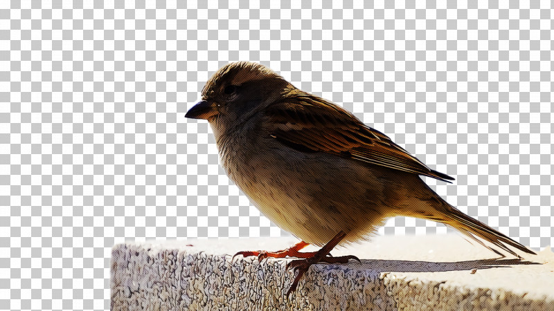 Bird PNG, Clipart, Beak, Bird, Emberizidae, Finch, House Sparrow Free PNG Download
