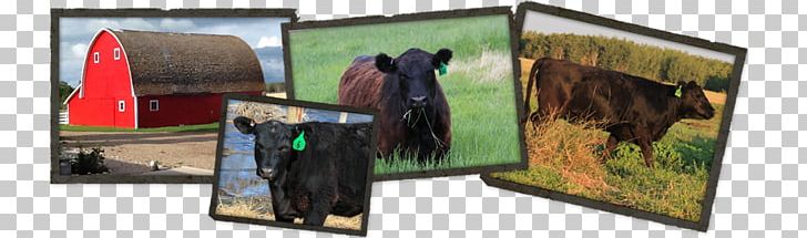 Advertising Recreation PNG, Clipart, Advertising, Angus Cattle, Recreation Free PNG Download
