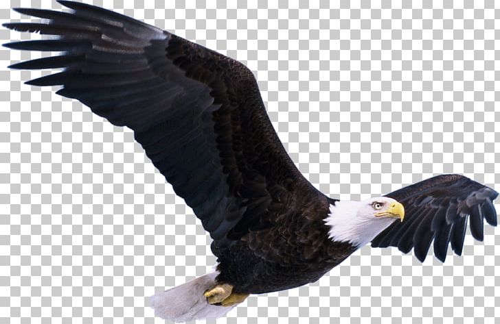 Bald Eagle Bird PNG, Clipart, Accipitridae, Accipitriformes, Animal, Bald Eagle, Beak Free PNG Download