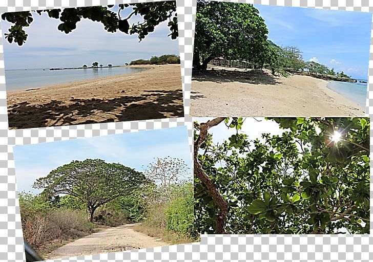 Cape Santiago Burot Beach Vegetation Family PNG, Clipart, Beach, Biome, Cooking, Ecoregion, Ecosystem Free PNG Download