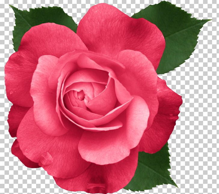 Mother's Day Rose Father's Day PNG, Clipart, Begonia, Camellia, Camellia Sasanqua, China Rose, Cut Flowers Free PNG Download