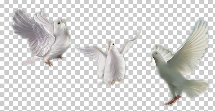 Desktop PNG, Clipart, Animal Figure, Beak, Bird, Blog, Convite Free PNG Download