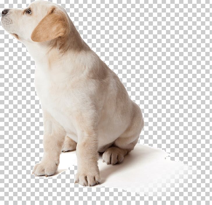 Labrador Retriever Puppy Dog Breed Flying Discs Companion Dog PNG, Clipart, Animals, Carnivoran, Companion Dog, Disc Dog, Dog Free PNG Download