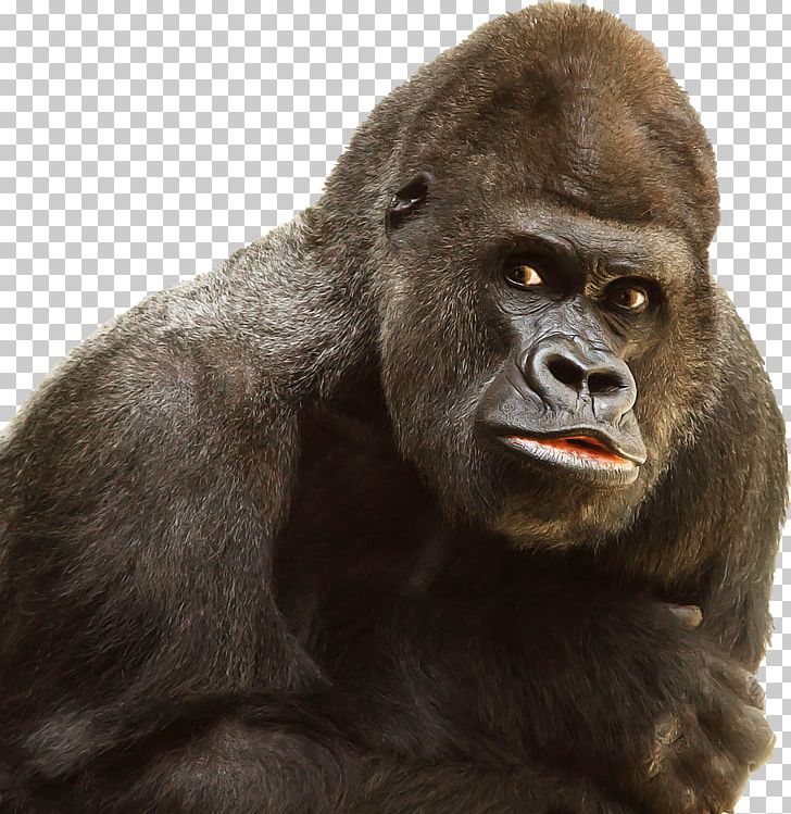 Western Gorilla Ape Primate Chimpanzee PNG, Clipart, Animals, Chimpanzee, Computer Icons, Download, Fauna Free PNG Download