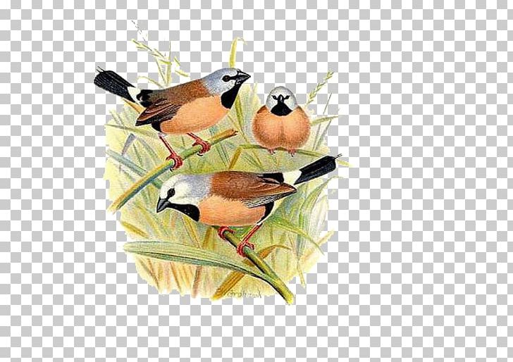 Black-throated Finch Bird Zebra Finch Gouldian Finch PNG, Clipart, Animals, Beak, Bird, Birds, Cartoon Sparrow Free PNG Download