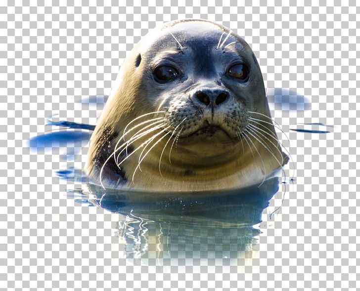 Earless Seal Walrus Sea Lion PNG, Clipart, Animals, Download, Earless Seal, Harbor Seal, Highdefinition Television Free PNG Download