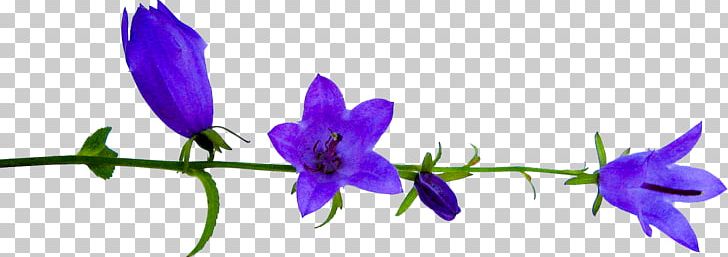Flower Petal Plant Stem PNG, Clipart, Bellflower, Bellflower Family, Bells, Blog, Clip Art Free PNG Download