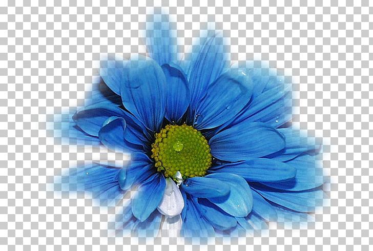 Flower TinyPic Blue Rose Desktop PNG, Clipart, Birthday, Blue, Blue Rose, Chrysanths, Cicekler Free PNG Download