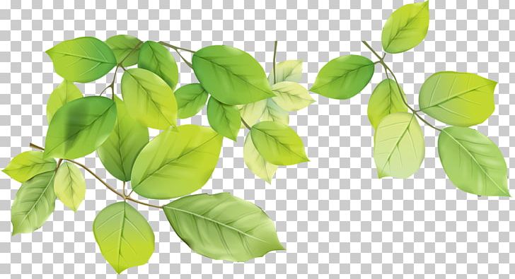 Leaf Branch Others PNG, Clipart, Basil, Branch, Computer Icons, Download, Herb Free PNG Download
