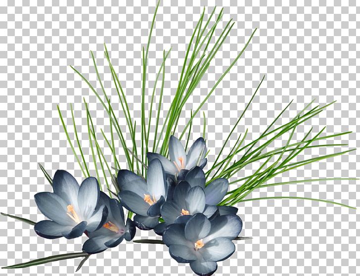 Qaen PNG, Clipart, Branch, Colchicum Autumnale, Crocus, Crocus Flavus, Directupload Free PNG Download