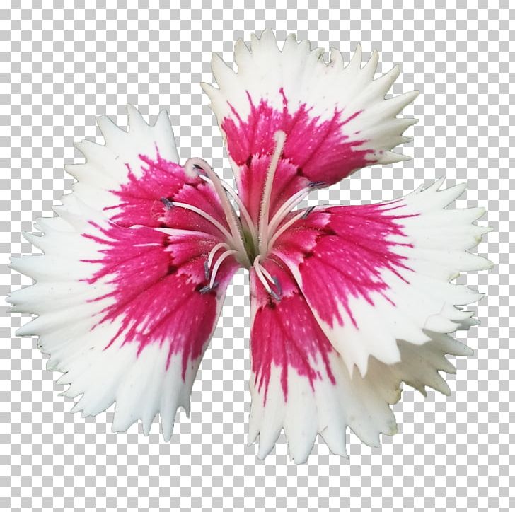Flower Photography PNG, Clipart, Animaatio, Annual Plant, Blog, Carnation, Cherry Blossoms Free PNG Download