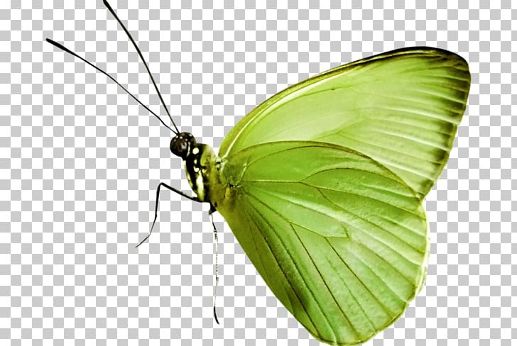 Butterfly Nymphalidae Insect PNG, Clipart, Animation, Arthropod, Brush Footed Butterfly, Butterflies And Moths, Butterfly Free PNG Download