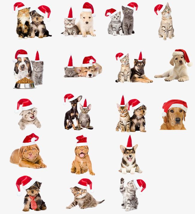 Christmas Hats Pet Dogs And Cats PNG, Clipart, Animal, Canine, Cat, Celebration, Christmas Free PNG Download