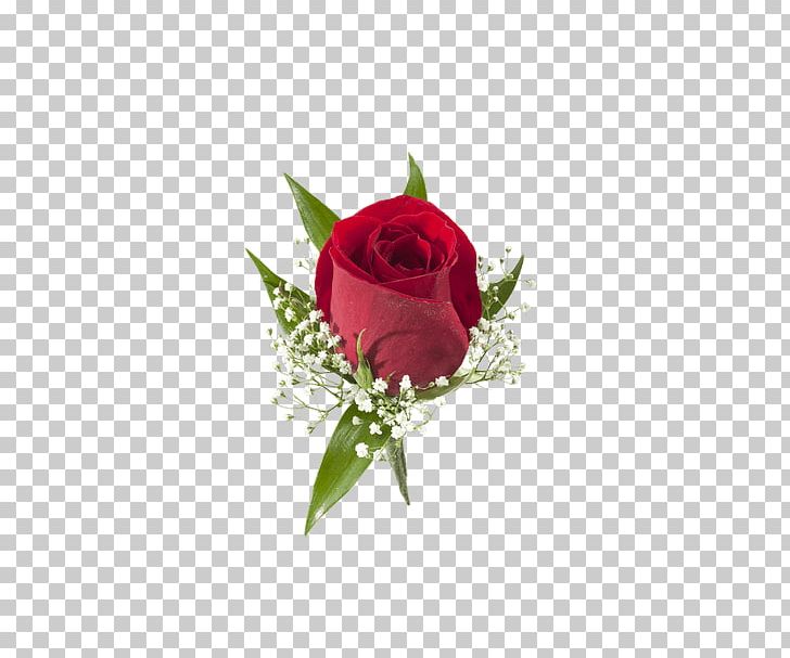 Garden Roses Cabbage Rose Cut Flowers Boutonnière PNG, Clipart, Connells Maple Lee Flowers Gifts, Corsage, Cut Flowers, Floral Design, Floristry Free PNG Download
