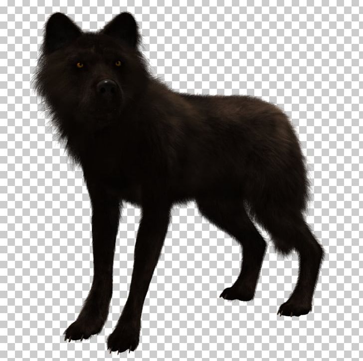 German Spitz Mittel Schipperke Tervuren Dhole Dog Breed PNG, Clipart, Animal, Animals, Black And White, Canidae, Carnivora Free PNG Download