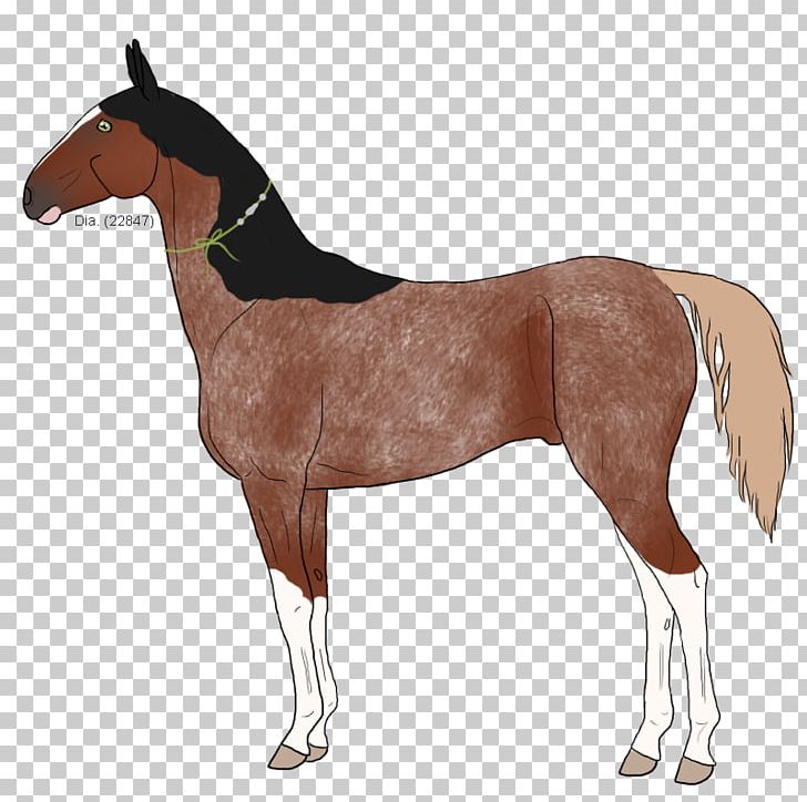 Mustang Equestrian Sport Horse Blanket Horze PNG, Clipart, Bridle, Colt, Equestrian Sport, Foal, Halter Free PNG Download