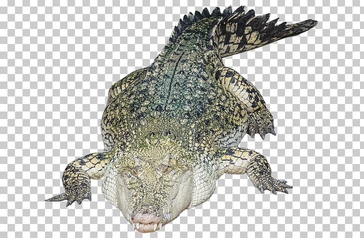 Nile Crocodile Alligators Portable Network Graphics PNG, Clipart, Alligator, Alligators, Animals, Crocodile, Crocodiles Free PNG Download