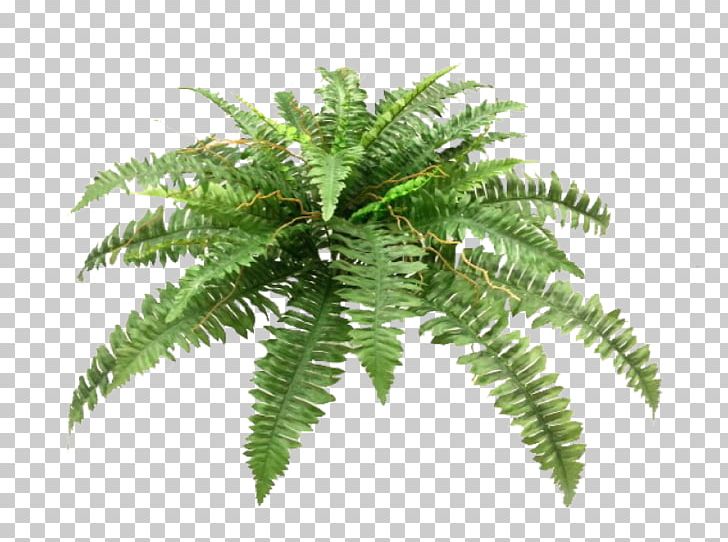 Sword Fern Plant Flower Bouquet Wedding PNG, Clipart, Artificial Flower, Boston, Boston Fern, Fern, Ferns And Horsetails Free PNG Download