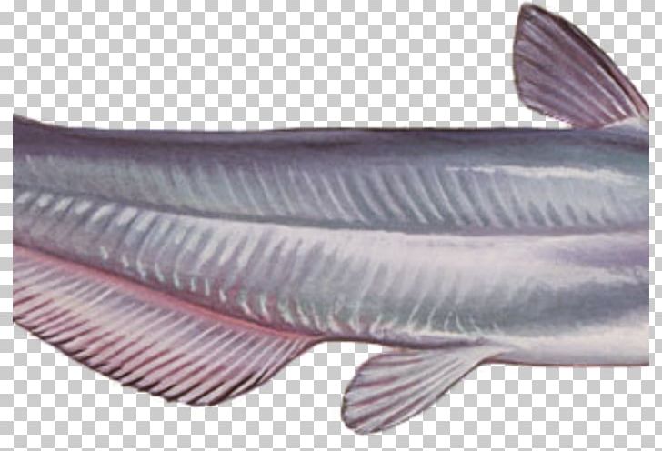 Blue Catfish Fish Products Milkfish Oily Fish PNG, Clipart, Blue Catfish, Bony Fish, Catfish, Fauna, Fin Free PNG Download