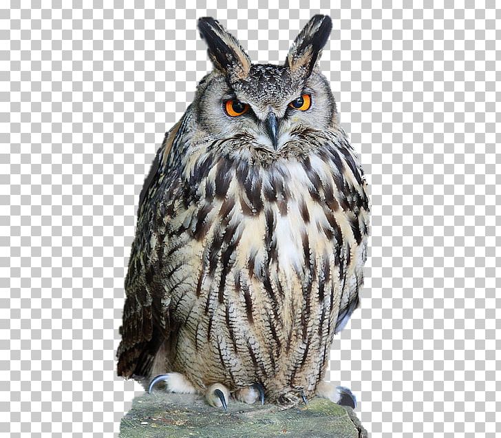 Eurasian Eagle-owl Tawny Owl PNG, Clipart, Beak, Bird, Bird Of Prey, Computer Icons, Desktop Wallpaper Free PNG Download