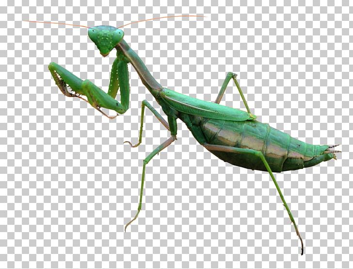 European Mantis Flashcards Insects Карточки Насекомые PNG, Clipart, Android, Animals, Arthropod, Drawing, European Mantis Free PNG Download