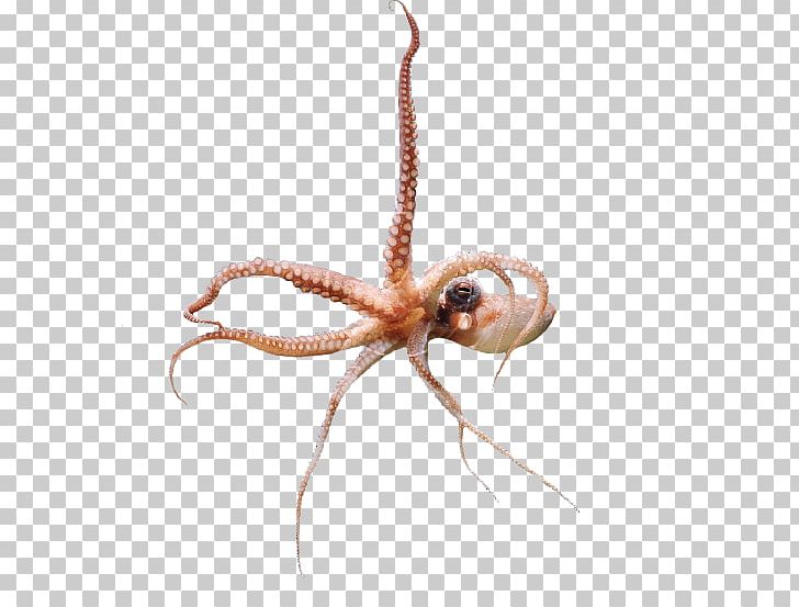 Octopus Insect Cephalopod Pest PNG, Clipart, Animals, Cephalopod, Insect, Invertebrate, Marine Invertebrates Free PNG Download