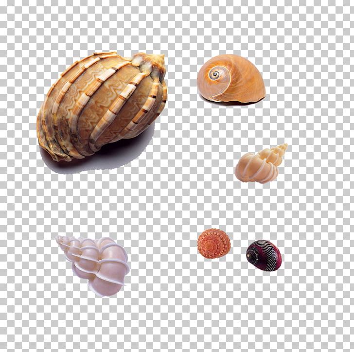 Seashell Sea Snail Mollusc Shell Shellfish PNG, Clipart, Beach Ball, Beaches, Beach Party, Beach Sand, Beach Umbrella Free PNG Download
