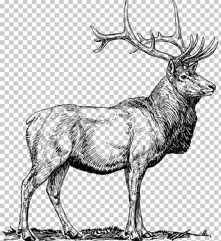 Elk Deer Moose PNG, Clipart, Animals, Antelope, Antler, Art, Black And White Free PNG Download