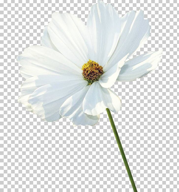 Garden Cosmos White Petal PNG, Clipart, Annual Plant, Computer Graphics, Cosmos, Cut Flowers, Daisy Family Free PNG Download